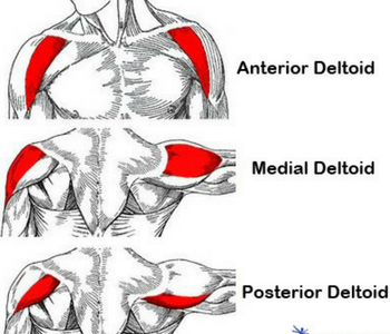 increase-shoulder-power